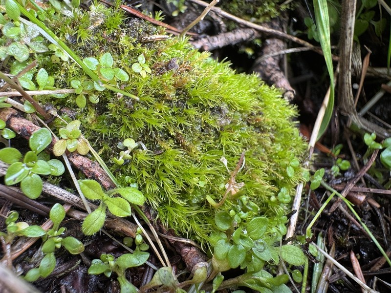 Ambiguous Ditrichum Moss photo 4