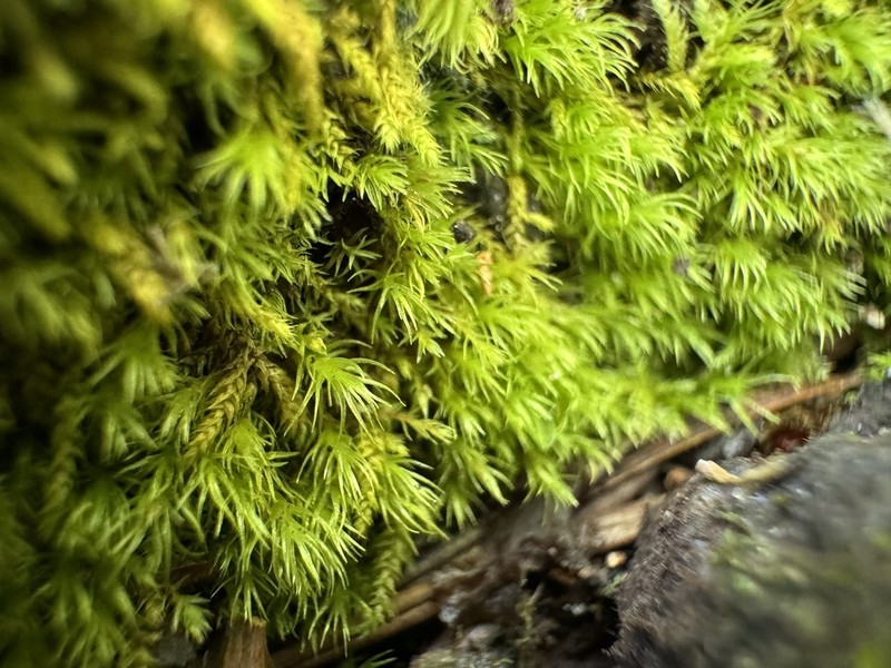 Ambiguous Ditrichum Moss photo 6