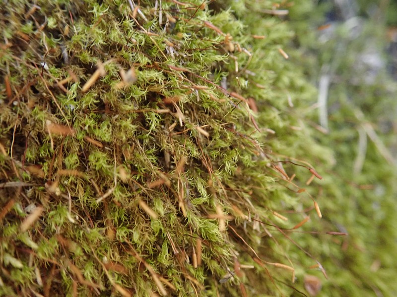 Ambiguous Ditrichum Moss photo 8