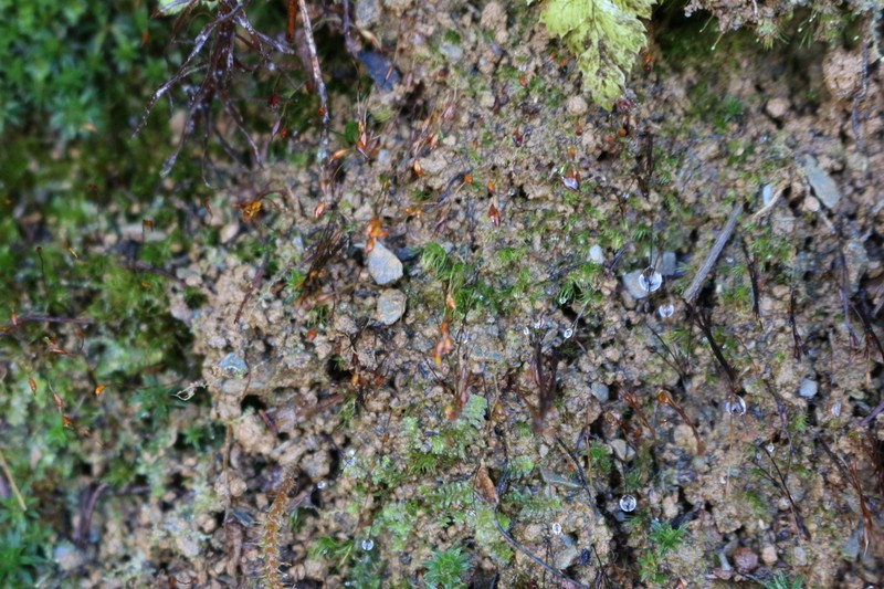 Ditrichum Moss
