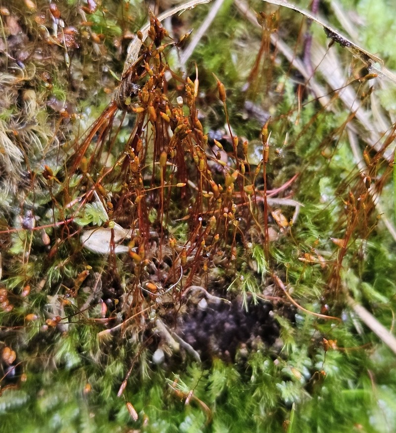 Ditrichum Moss photo 2