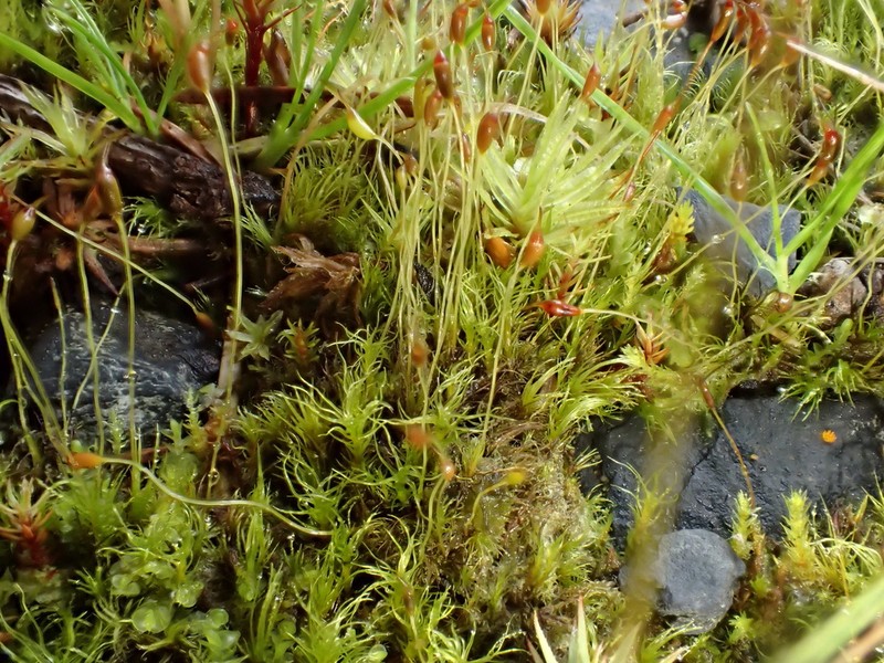 Ditrichum Moss photo 3