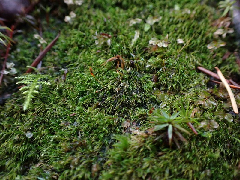 Ditrichum Moss photo 4