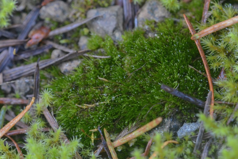 Ditrichum Moss photo 5