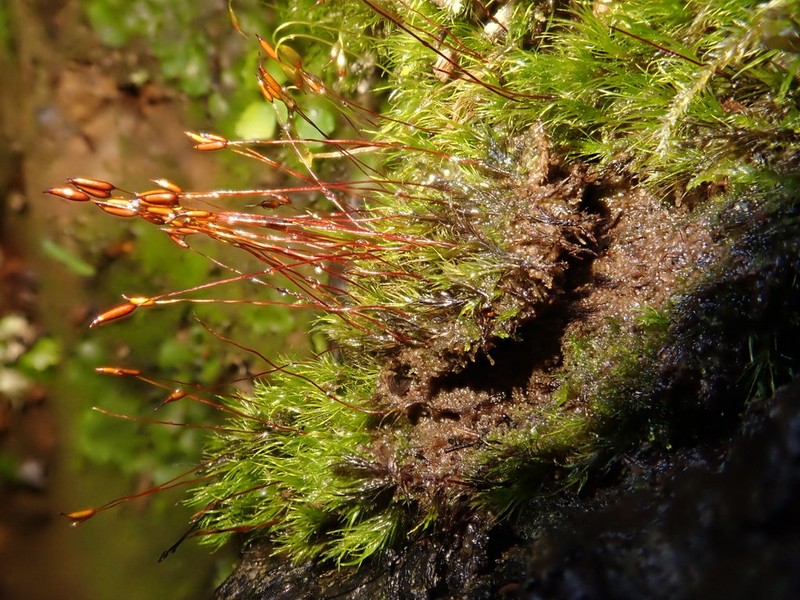 Ditrichum Moss photo 6