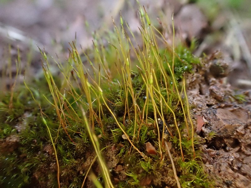Ditrichum Moss photo 7