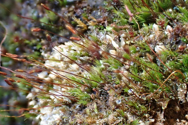 Ditrichum Moss photo 8