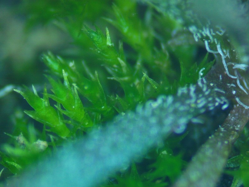 Ditrichum Moss