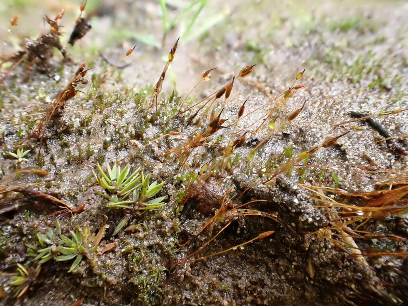 Ditrichum Moss photo 2