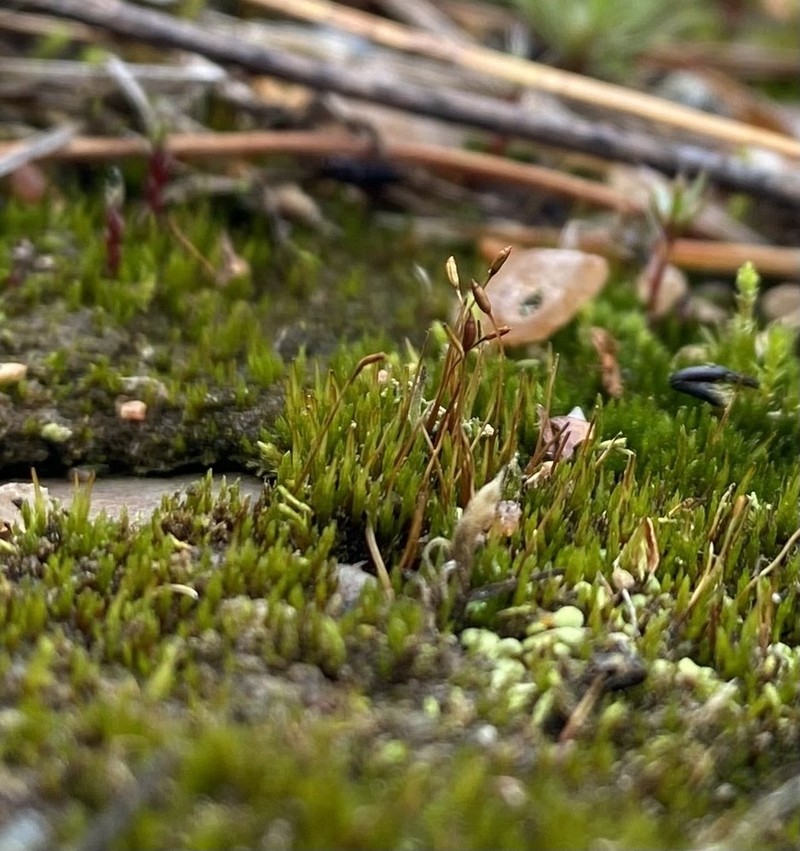 Ditrichum Moss photo 3