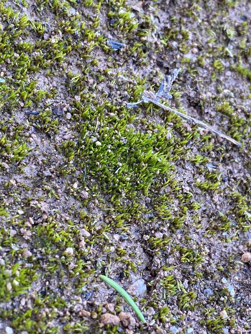 Ditrichum Moss photo 4