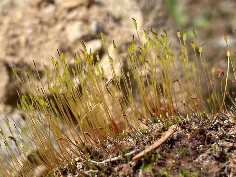 Ditrichum Moss photo 7