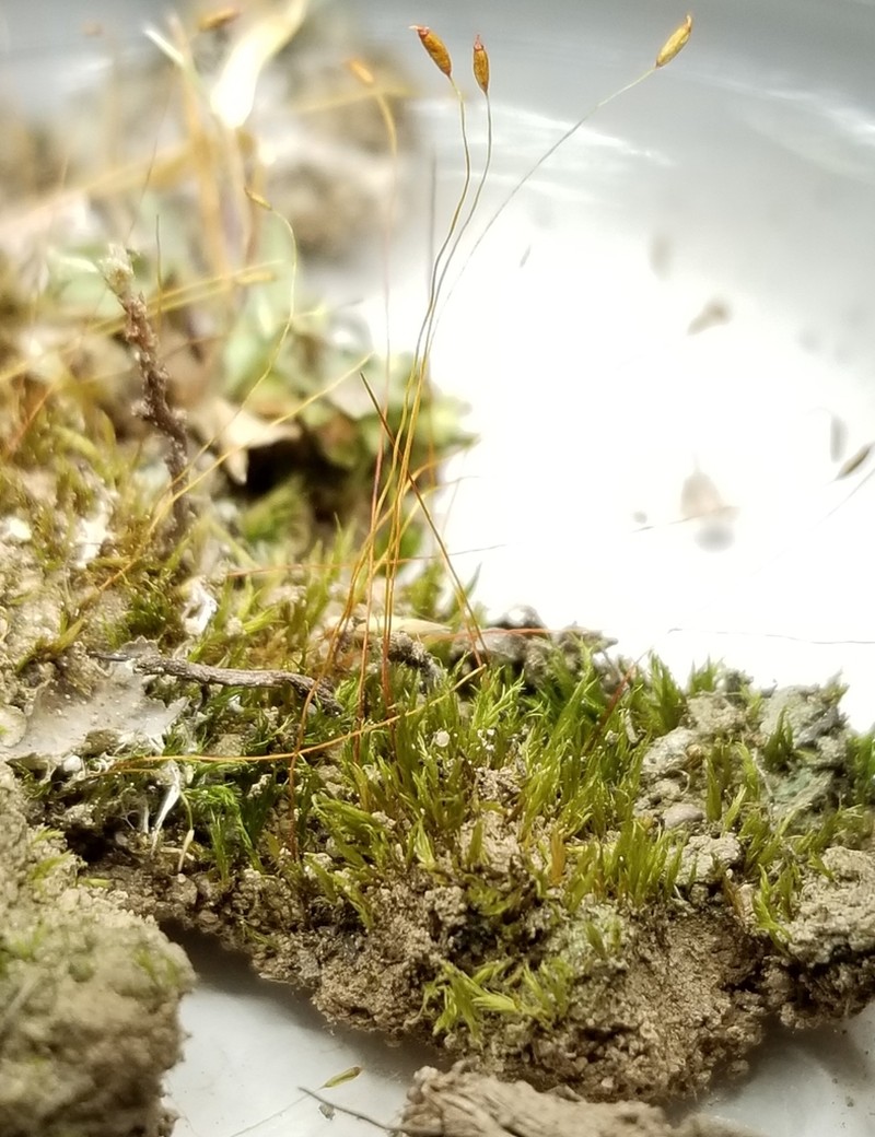 Ditrichum Moss photo 8