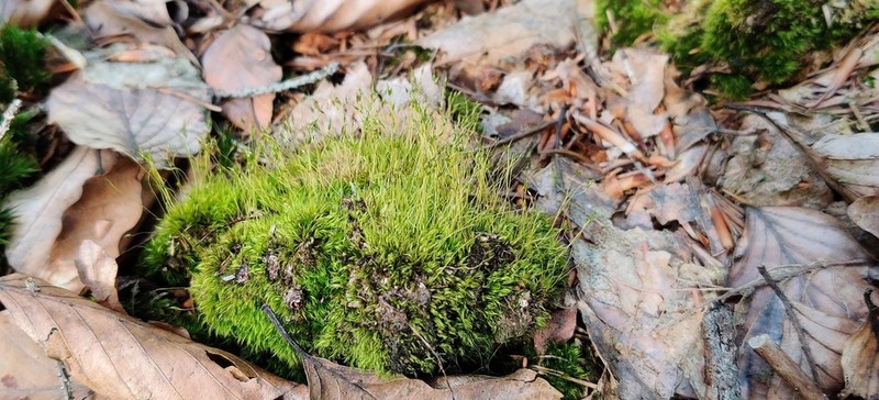 Pale Ditrichum Moss