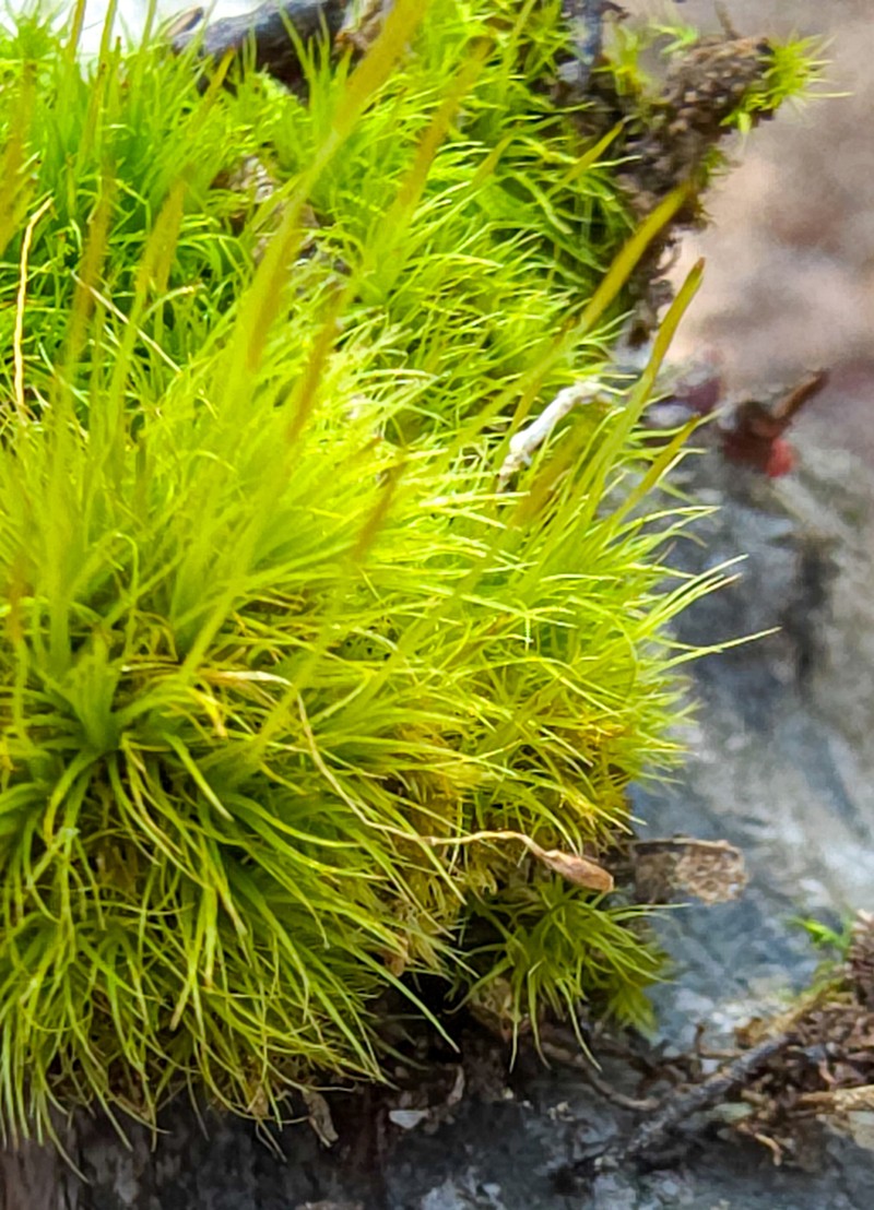 Pale Ditrichum Moss photo 2