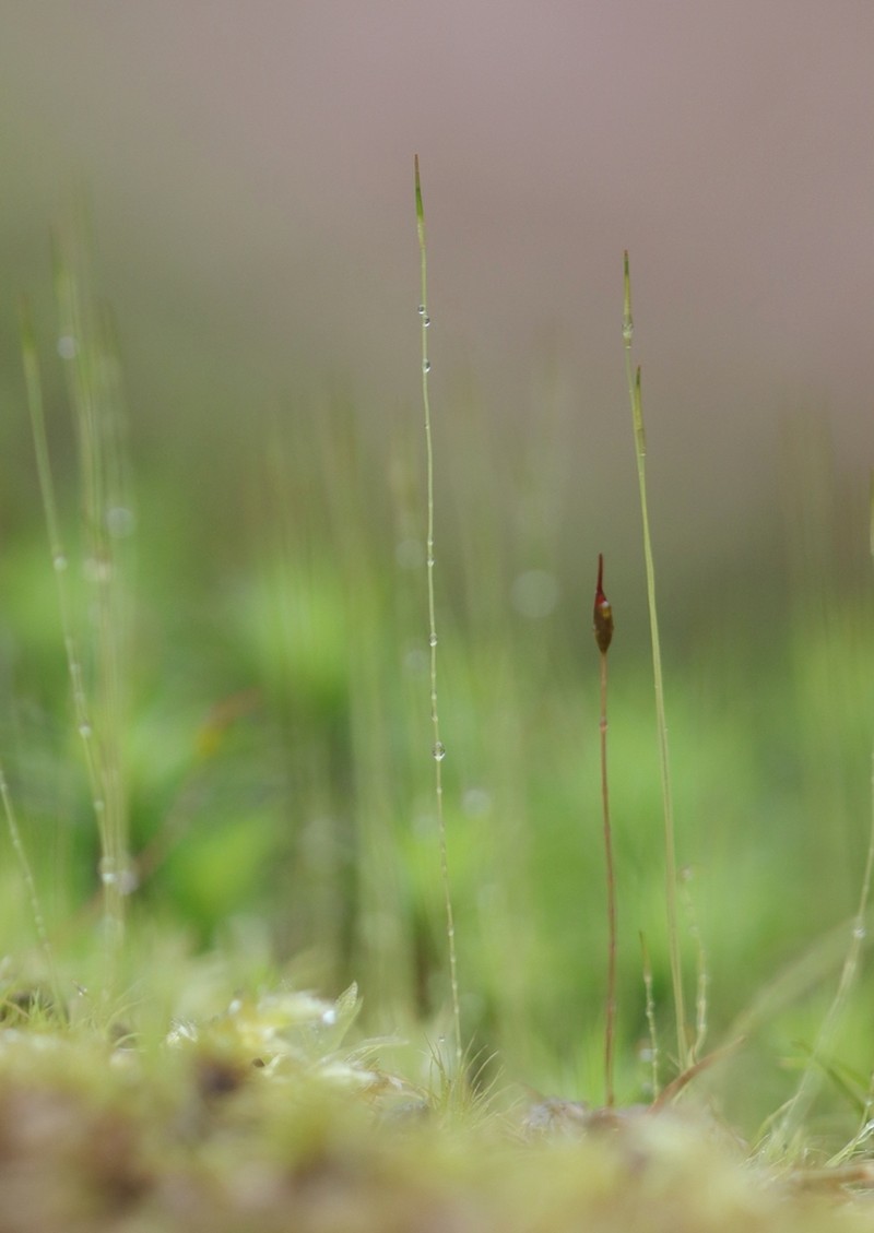 Pale Ditrichum Moss photo 3
