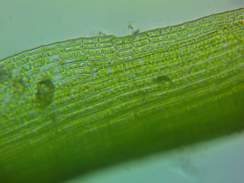 Pale Ditrichum Moss photo 4