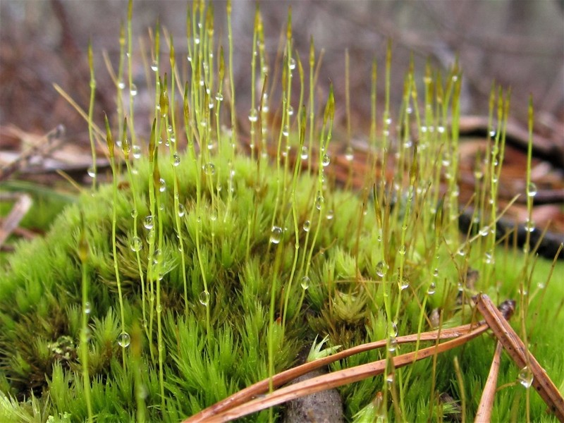 Pale Ditrichum Moss photo 5