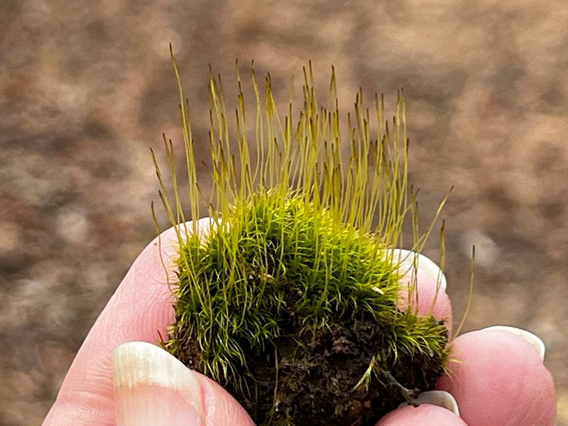 Pale Ditrichum Moss photo 6