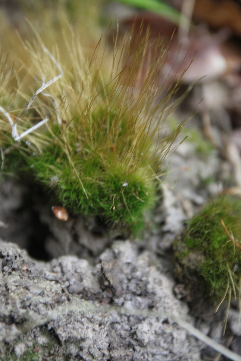 Pale Ditrichum Moss photo 7