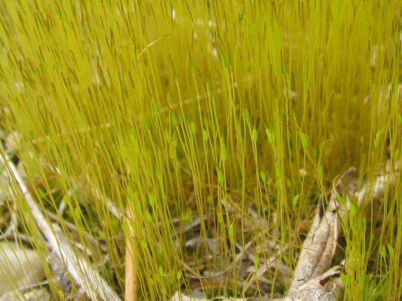 Pale Ditrichum Moss photo 8