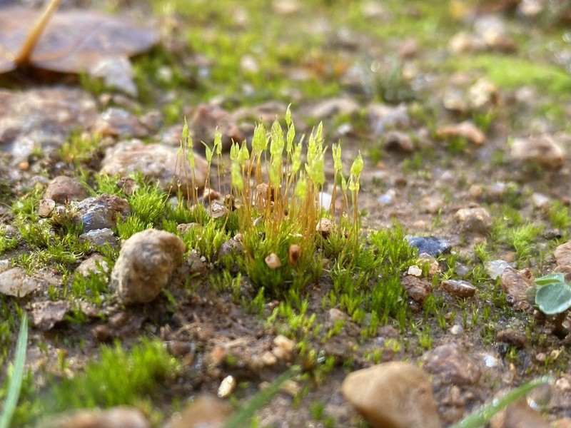 Ditrichum Moss