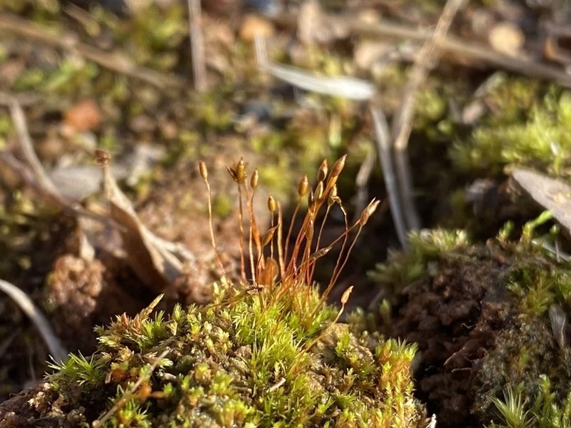 Ditrichum Moss photo 3