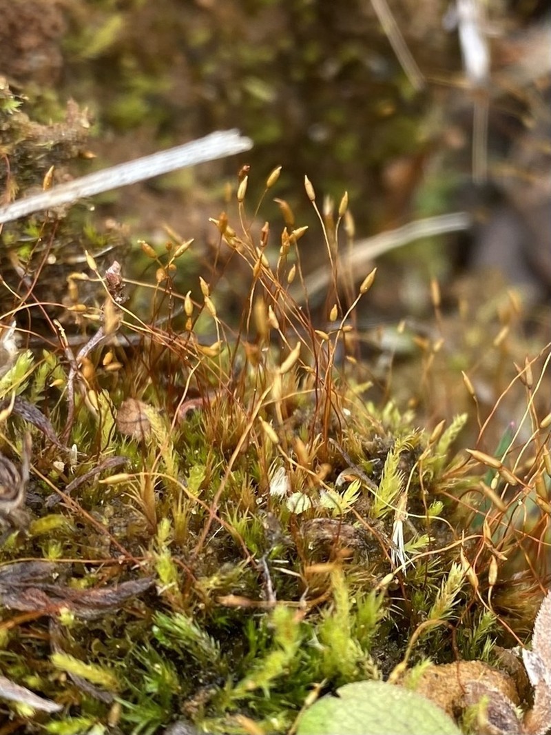 Ditrichum Moss photo 4