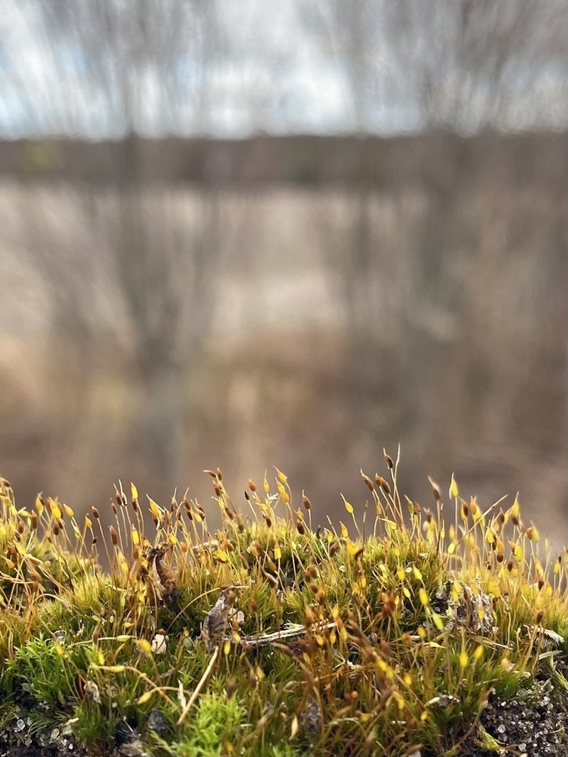 Ditrichum Moss photo 5