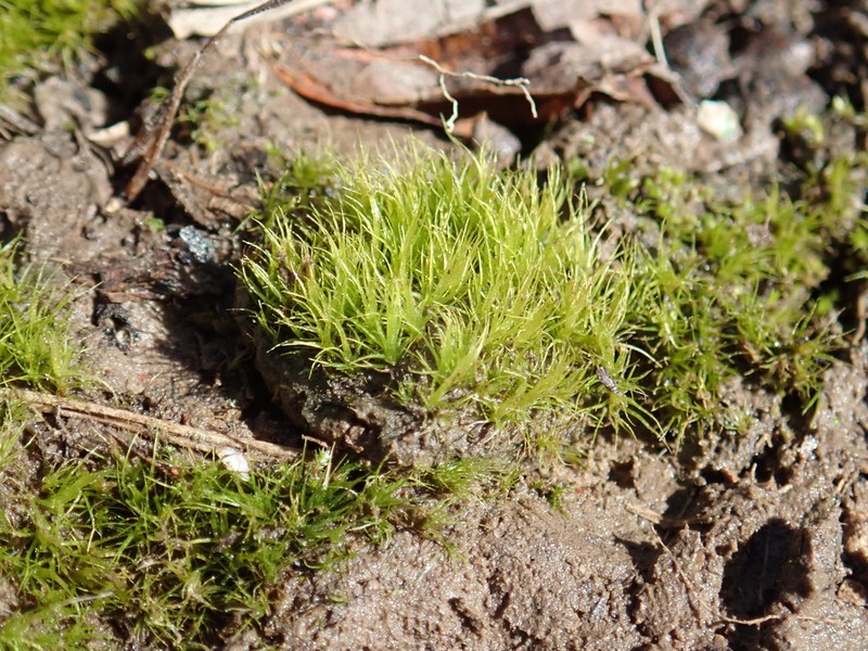 Ditrichum Moss photo 6