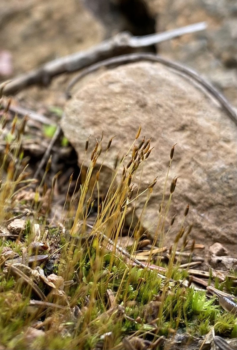 Ditrichum Moss photo 7