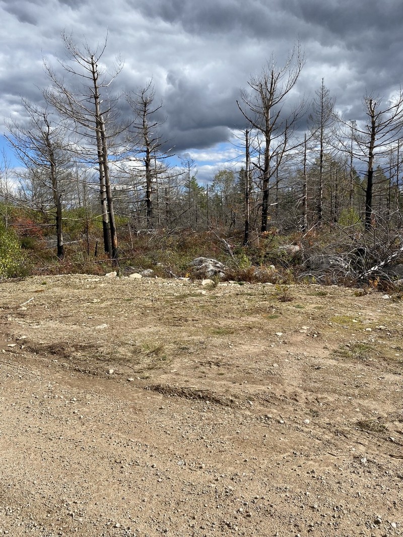 Ditrichum Moss photo 8