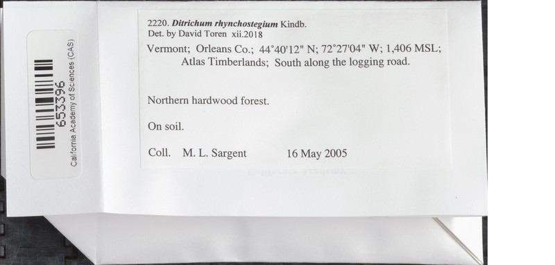 Ditrichum Moss