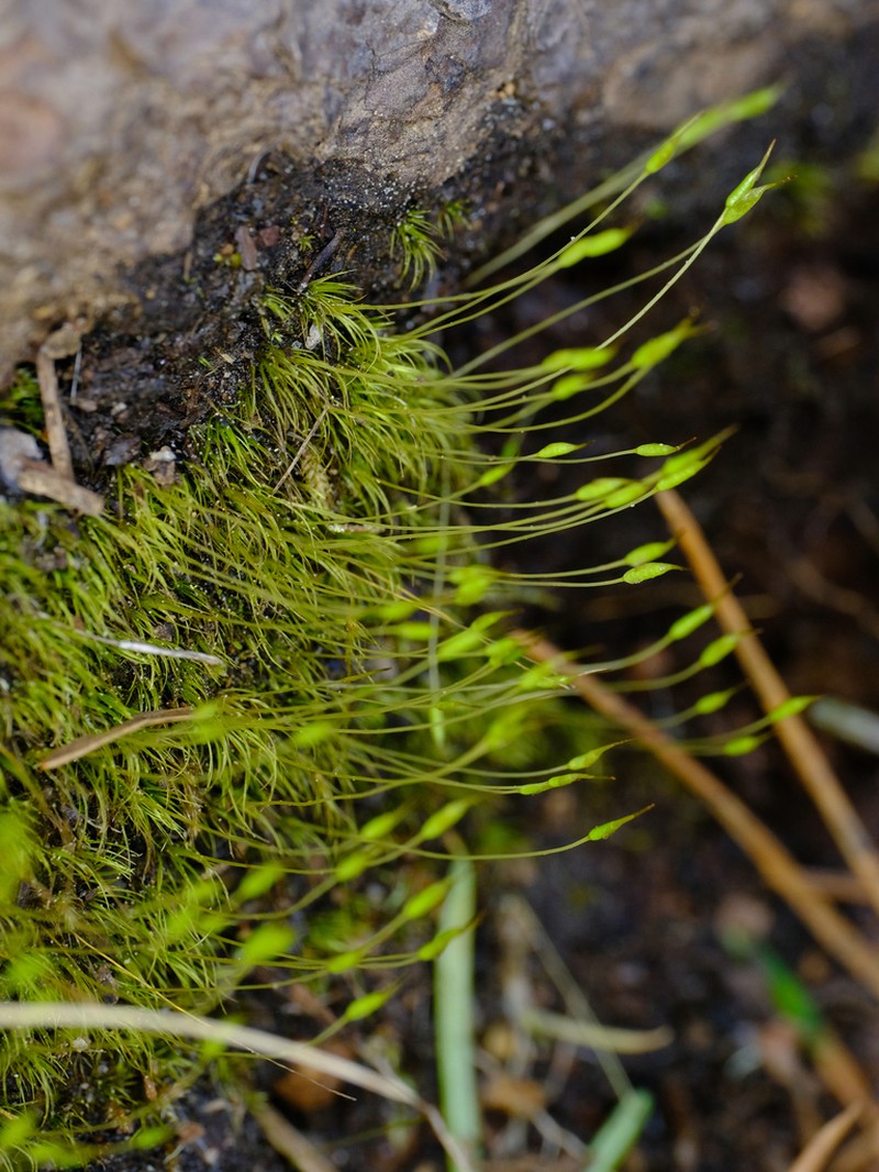 Schimper's Ditrichum Moss