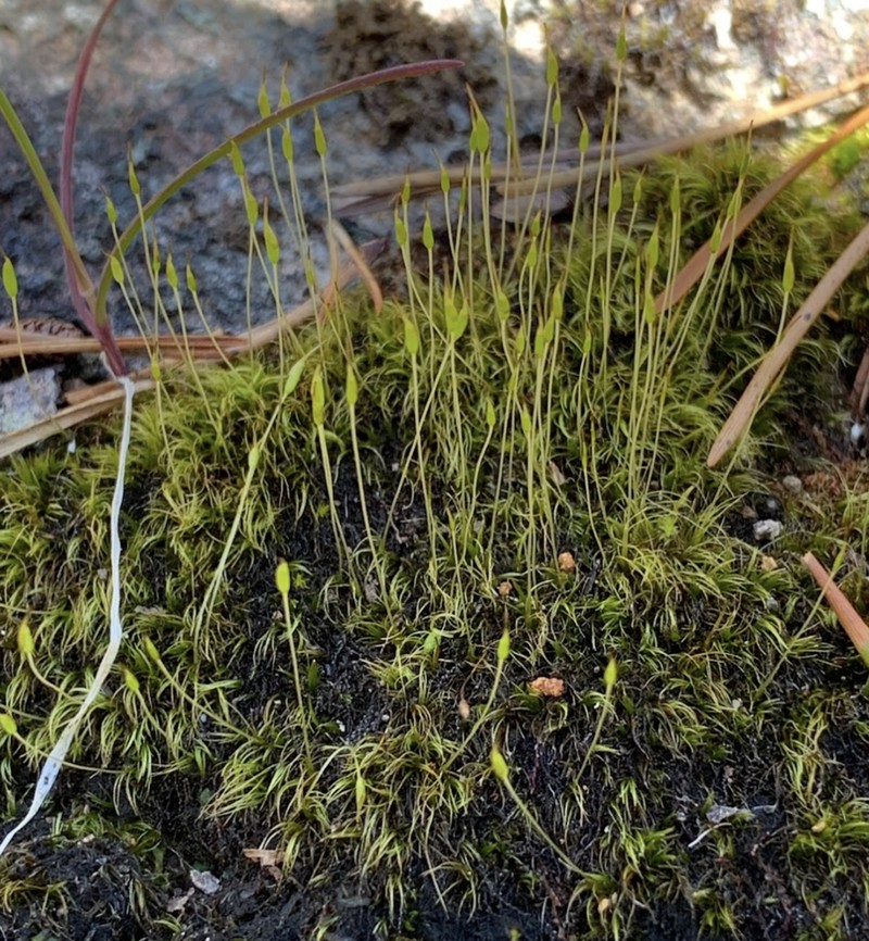 Schimper's Ditrichum Moss photo 2
