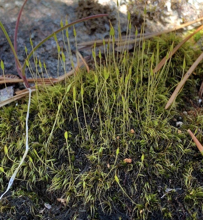 Schimper's Ditrichum Moss photo 3