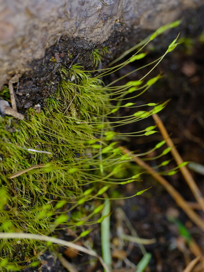 Schimper's Ditrichum Moss photo 4