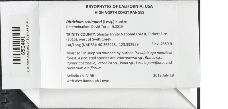 Schimper's Ditrichum Moss photo 6