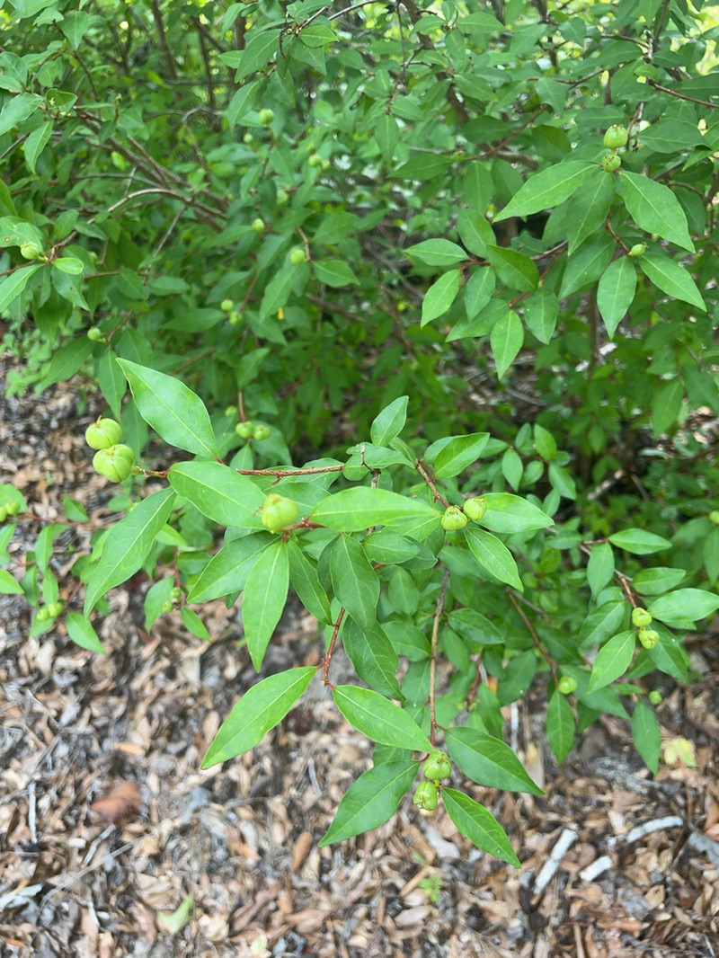 Gulf Sebastian-Bush