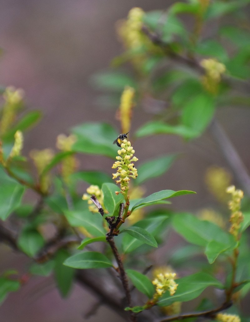 Gulf Sebastian-Bush photo 2