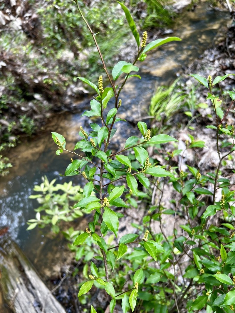 Gulf Sebastian-Bush photo 3