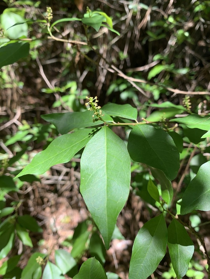 Gulf Sebastian-Bush photo 4