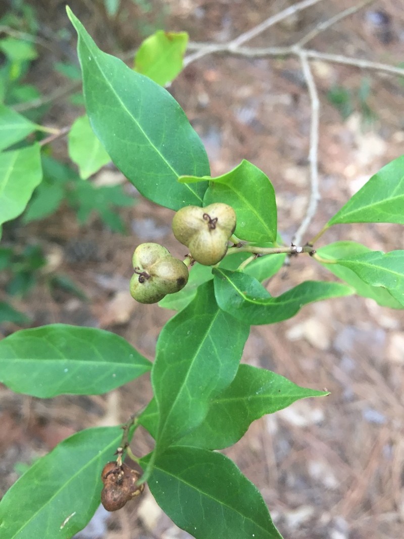 Gulf Sebastian-Bush photo 6