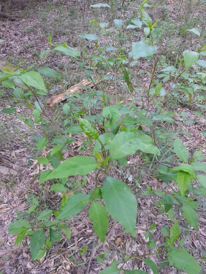 Gulf Sebastian-Bush photo 7