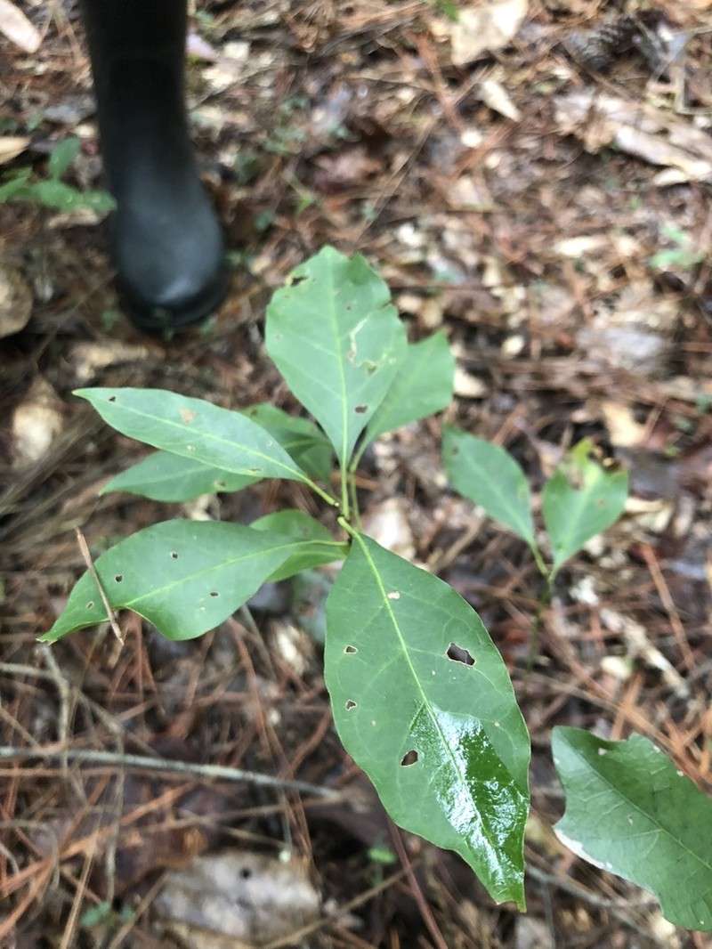 Gulf Sebastian-Bush photo 8