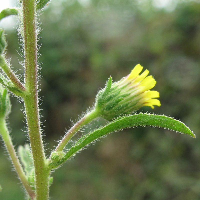 Stinkwort photo 5