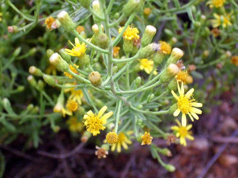 False Yellowhead