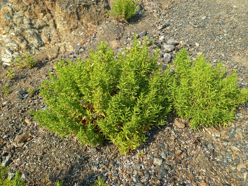 False Yellowhead photo 2