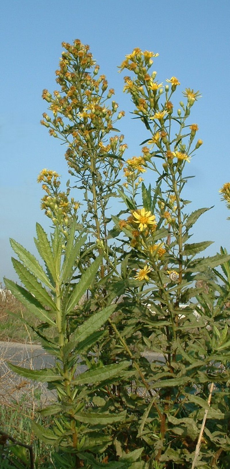 False Yellowhead photo 3