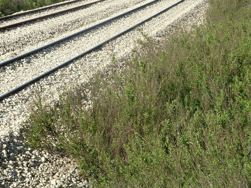 False Yellowhead photo 8